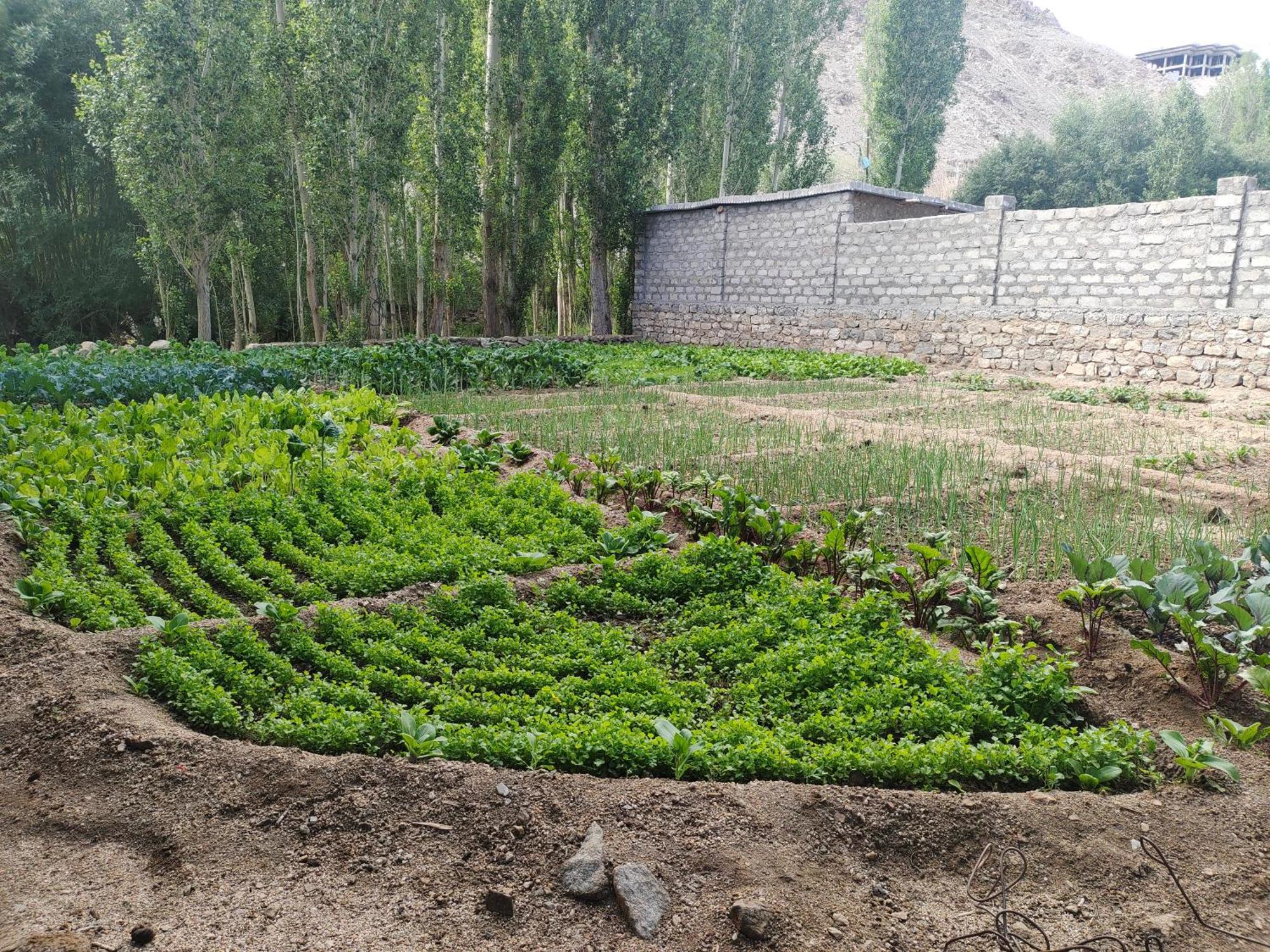 Norbooling Homestay, Leh Ladakh 외부 사진